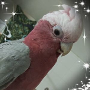 Meet your Posher, Layla